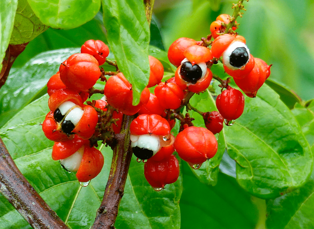 Guarana seeds
